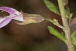 Florida calamint